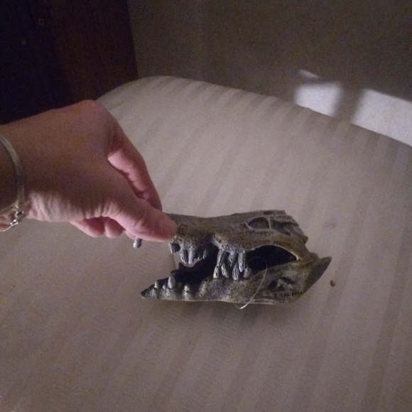 Alligator head - Picture 1 of 3